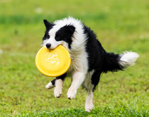 为什么边牧当不了导盲犬,为什么说边牧的智商排第一