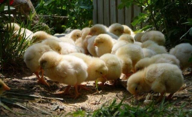 五天小鸡分辨公母,看颜色分辨小鸡是公是母