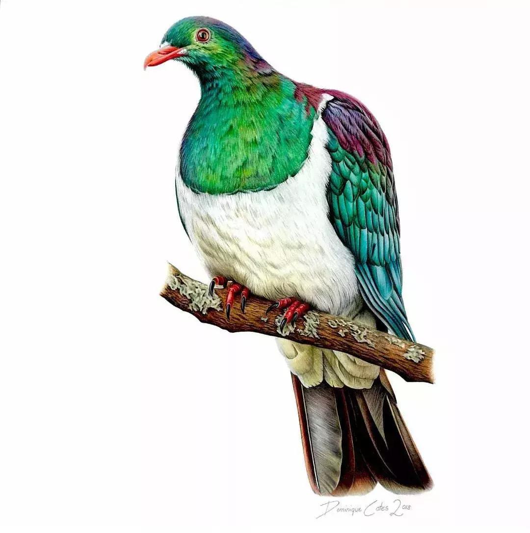 画得比实物好看,彩铅怎么样能画好看