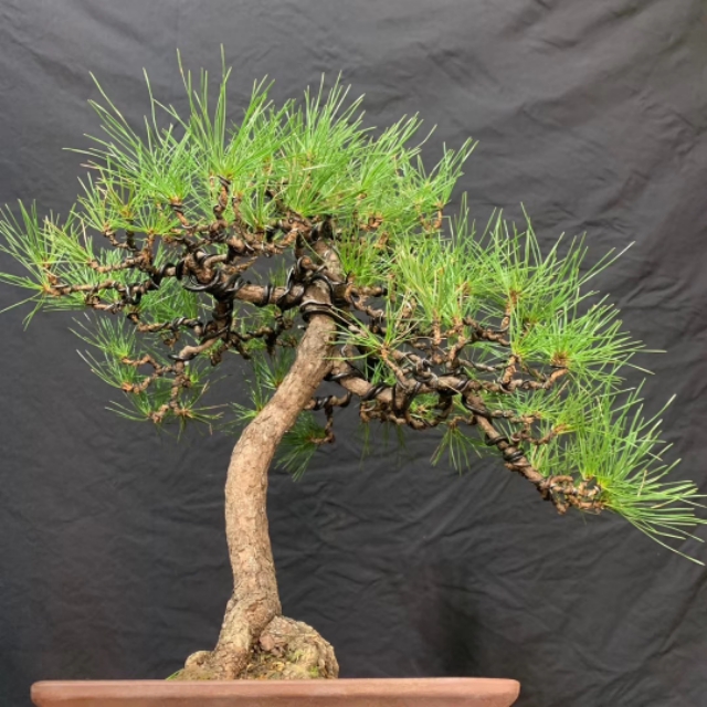 日本三河黑松盆景北方过冬,日本三河黑松小盆景