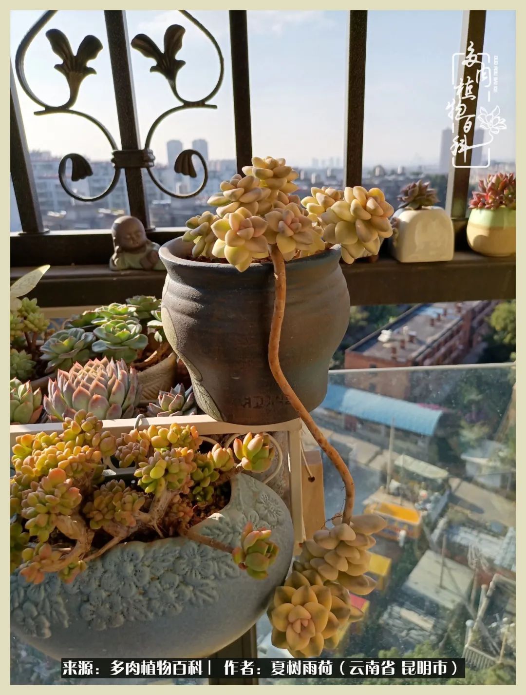 自从养了多肉有了窗台想要个阳台,养多肉10年多