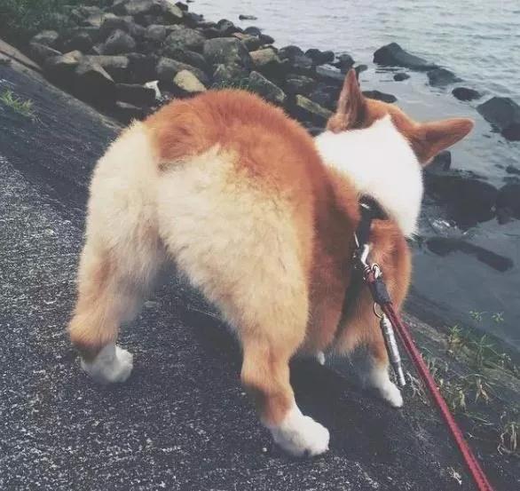 柯基长大了成什么样子,柯基长大都是一个样吗