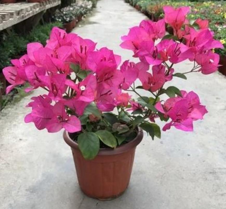 三角梅防止落花落叶,三角梅过冬如何保护