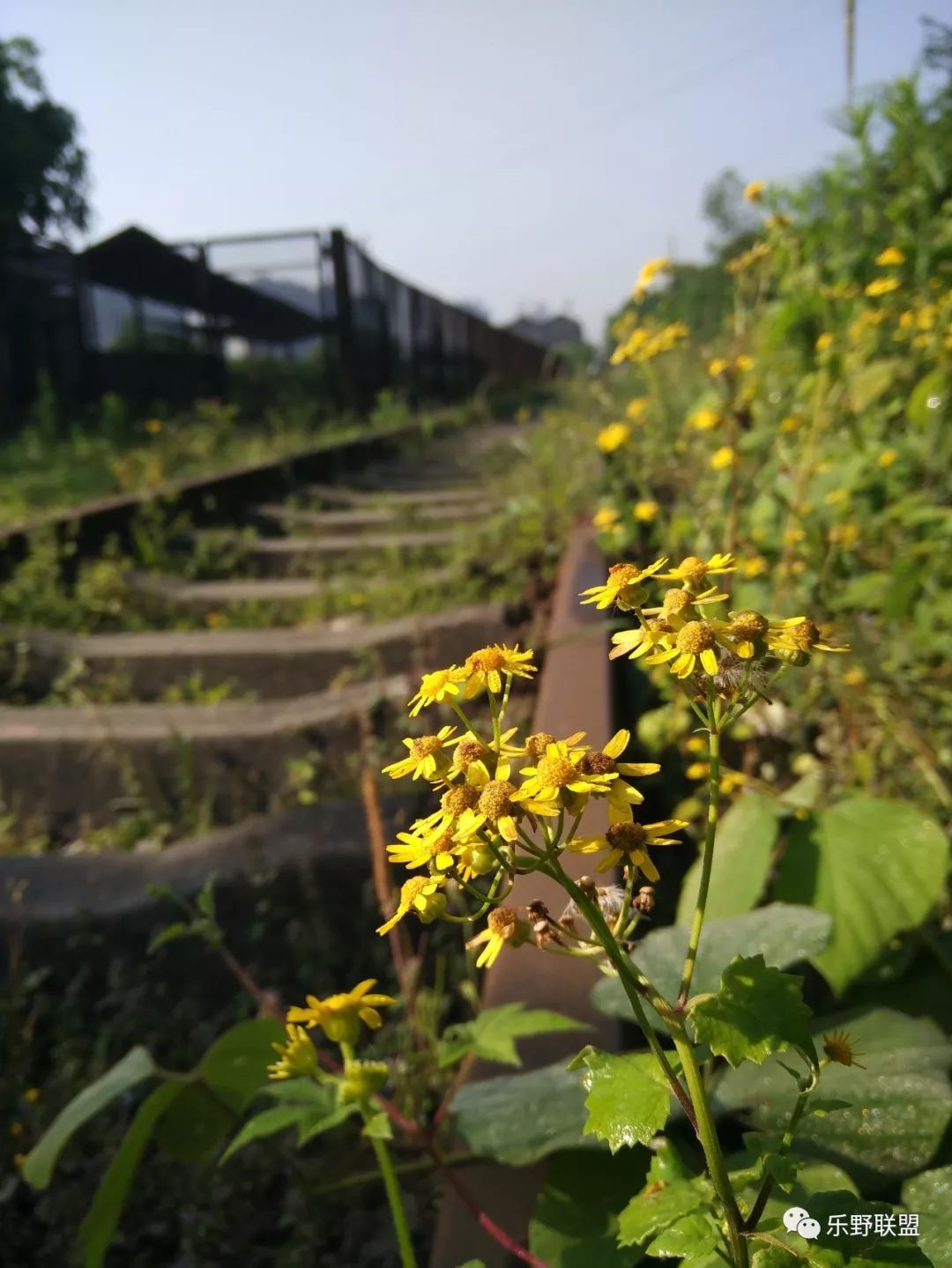 「乐野求生课」6月22重庆游龙山徒步越野报名