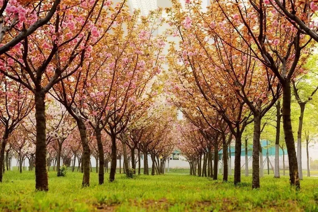 徐州生物工程职业学院2024年单招,徐州生物工程职业技术学院升本科