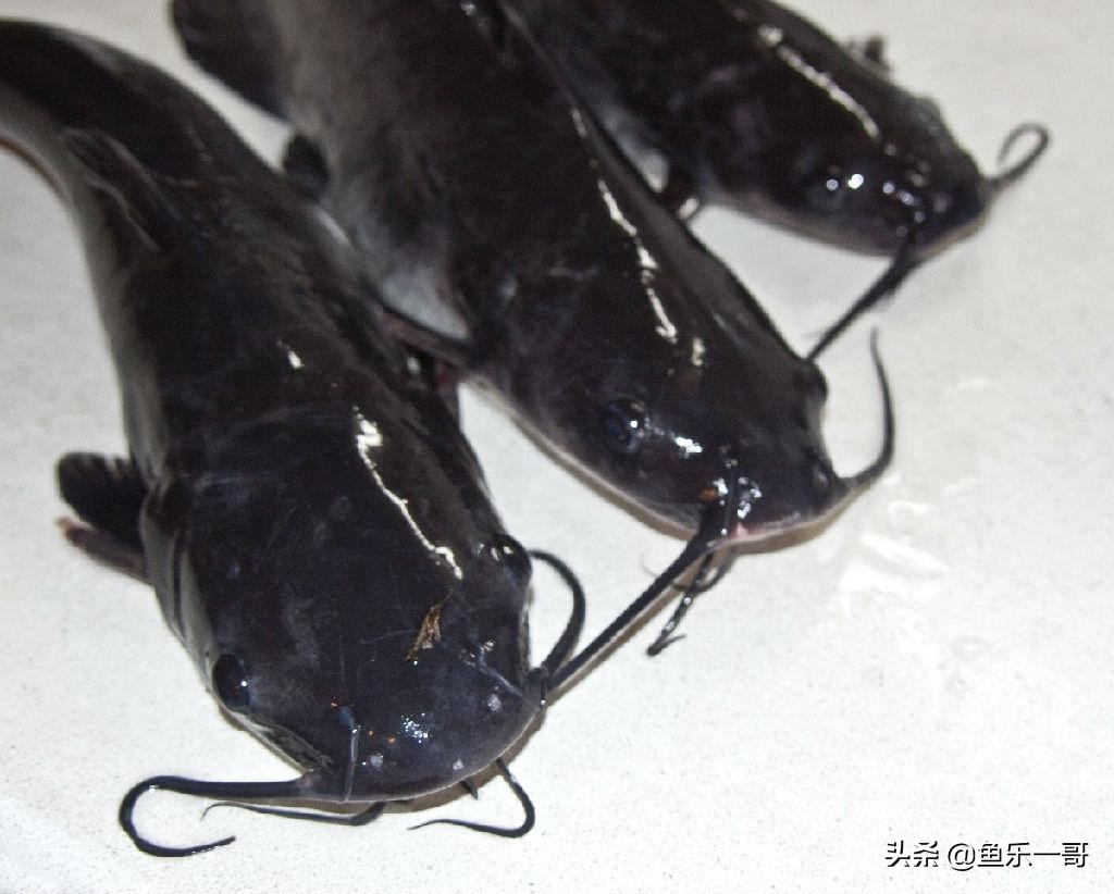 鲶鱼钓法技巧野钓,野钓鲶鱼怎么样钓视频讲解