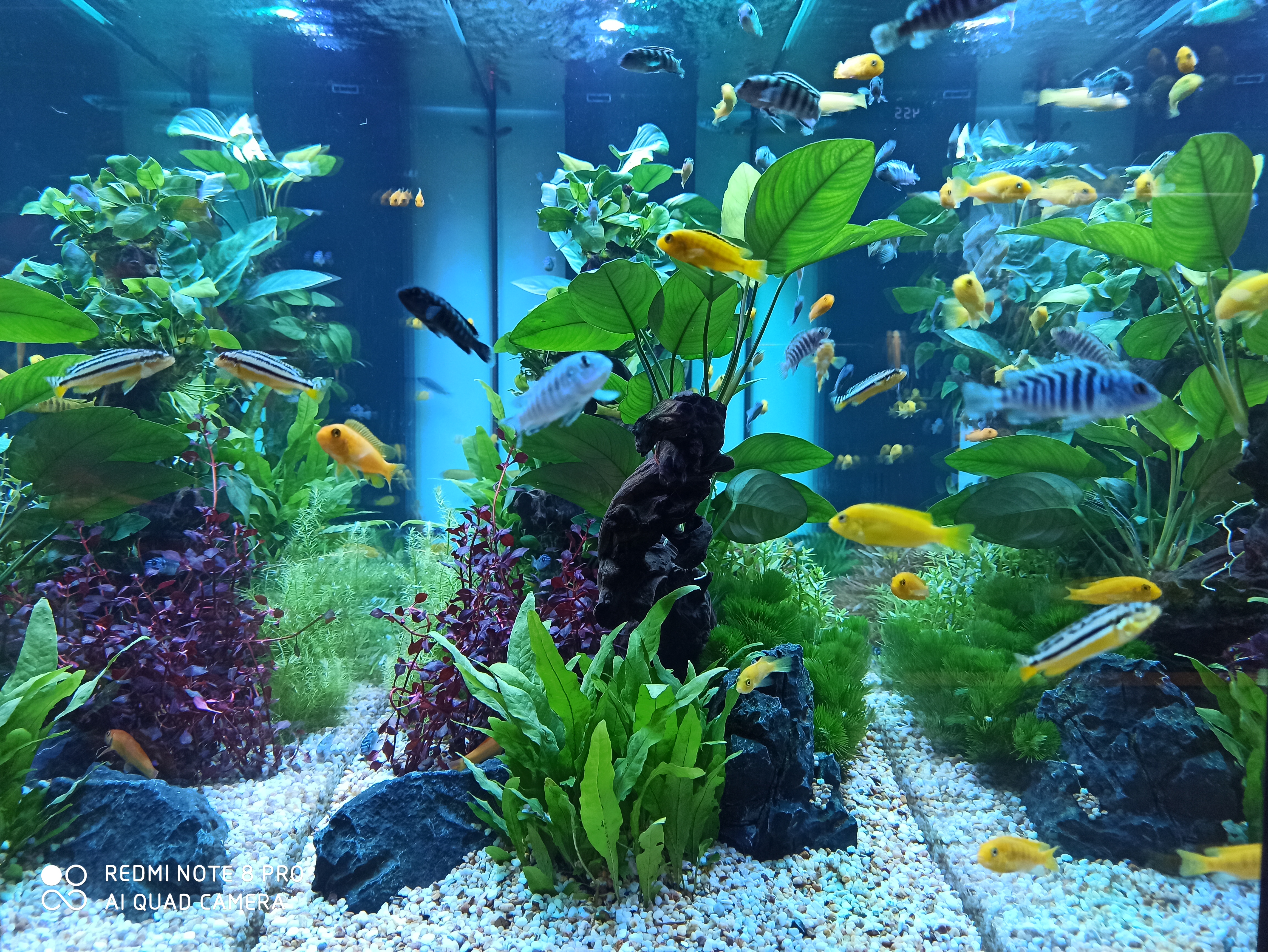 水产养殖中遇到鱼病该怎样办,怎样预防观赏鱼鱼病