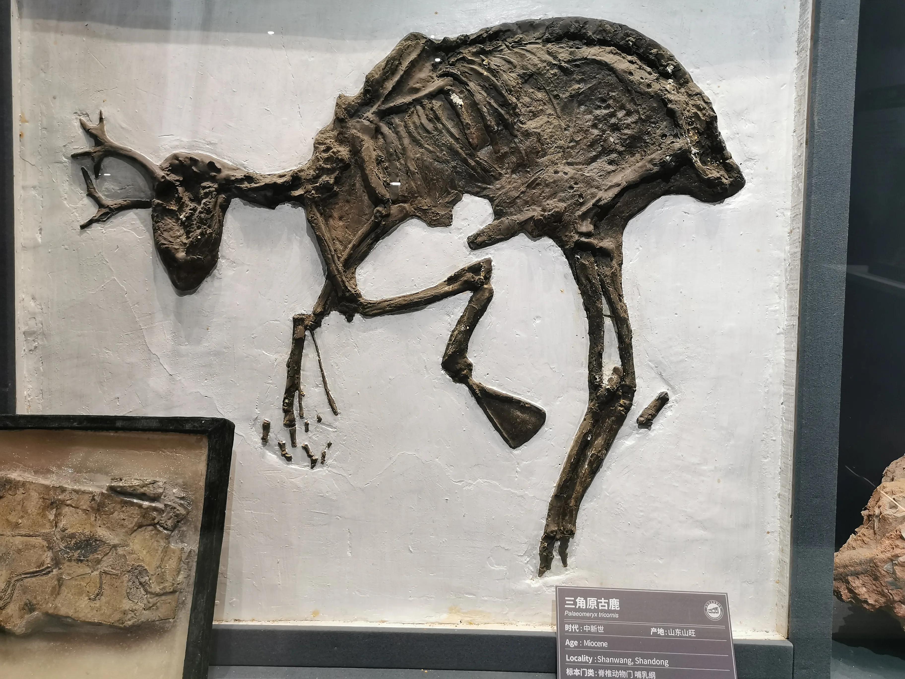 南京古生物博物馆开放时间及门票,南京古生物博物馆作文