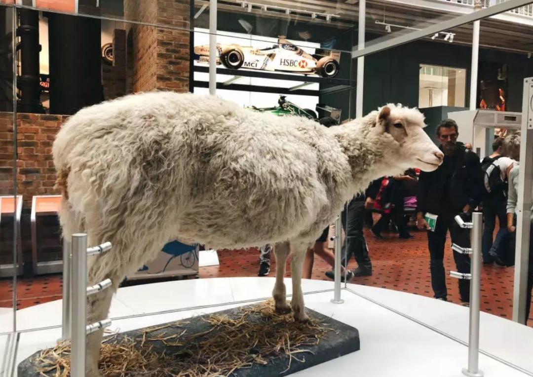 多莉克隆羊是怎么克隆出来的,克隆羊多莉的成功意义和影响