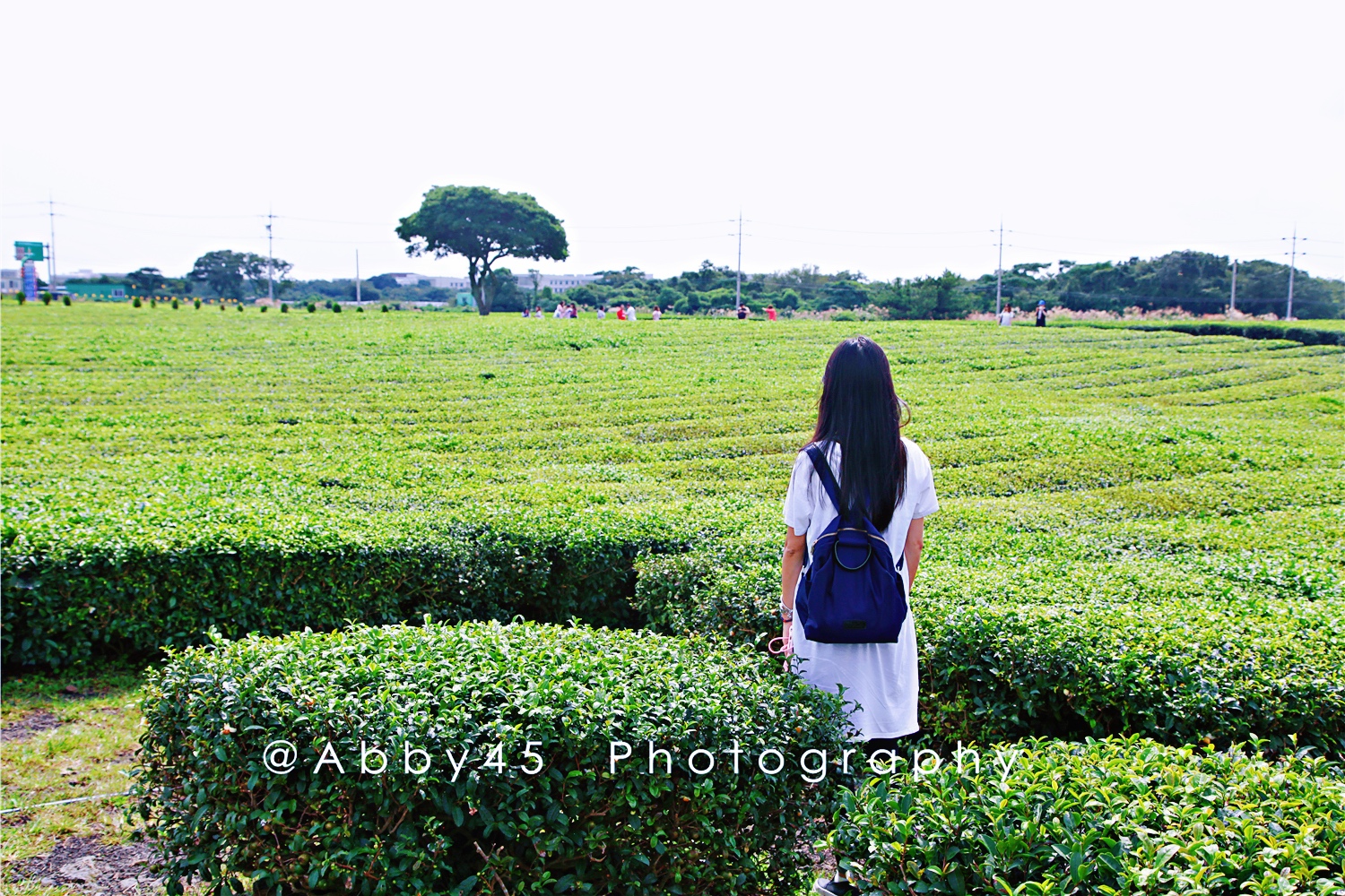 韩国一杯咖啡钱飞济州岛，疫情尚未结束，不如先云游济州岛