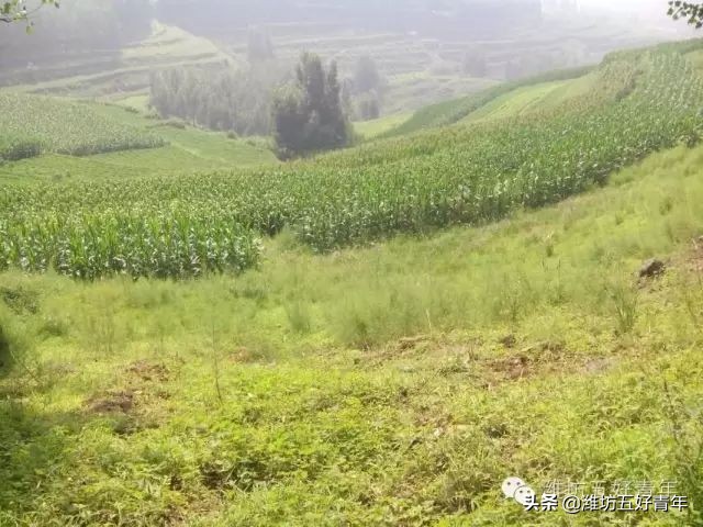 西行纪的最后一集,西行纪最后片段