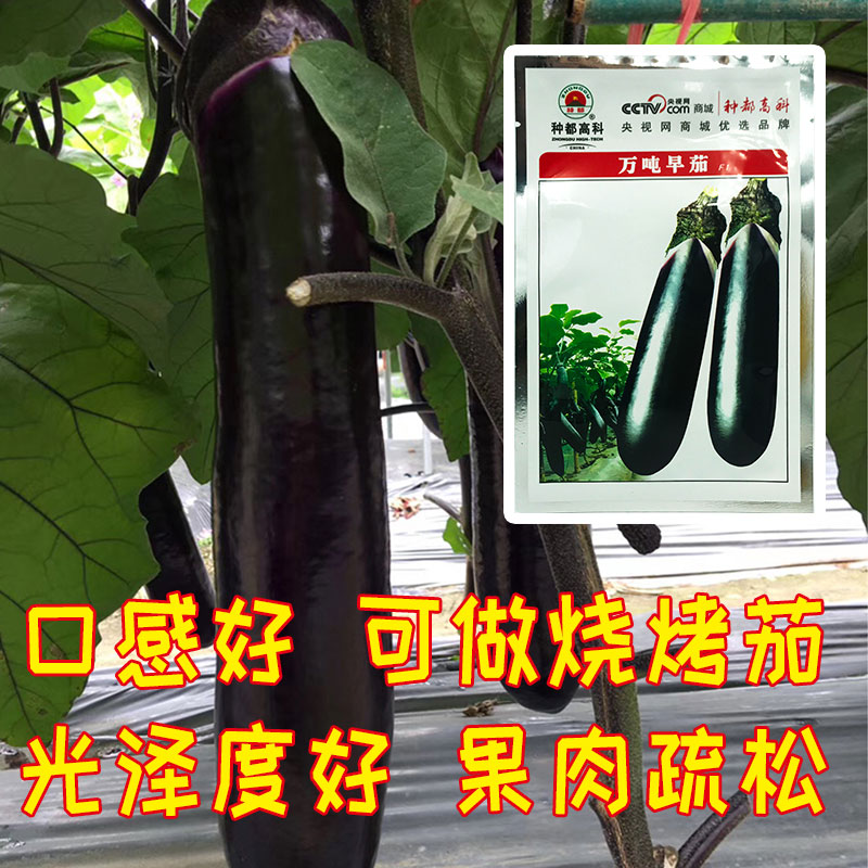 高产中茄品种,紫色圆茄单果重