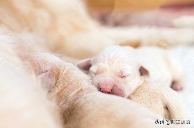 拉布拉多常见病的症状及治疗方法,拉布拉多产后护理