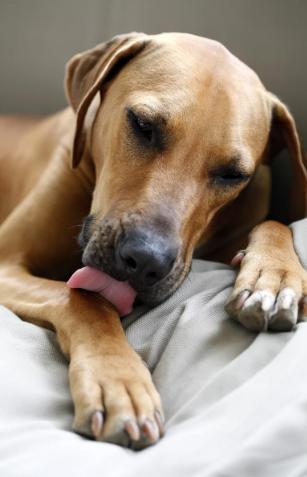 狗狗身上有皮肤病用什么药,狗狗皮肤大面积泛红怎么治