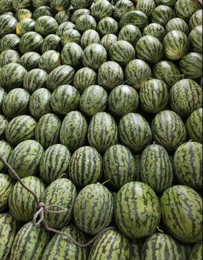 什么品种的西瓜长得最重,15公斤西瓜品种介绍