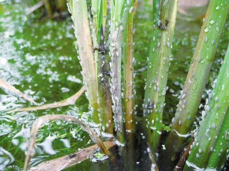 怎样除水稻苗床的地下害虫,防治水稻病虫害用哪些农药