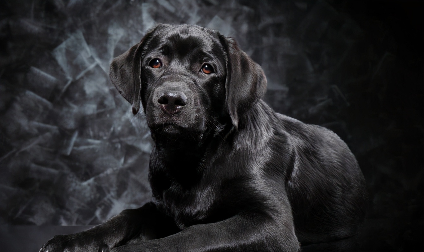 养黑色拉布拉多好还是养布偶猫好,拉布拉多犬黑色的怎么养