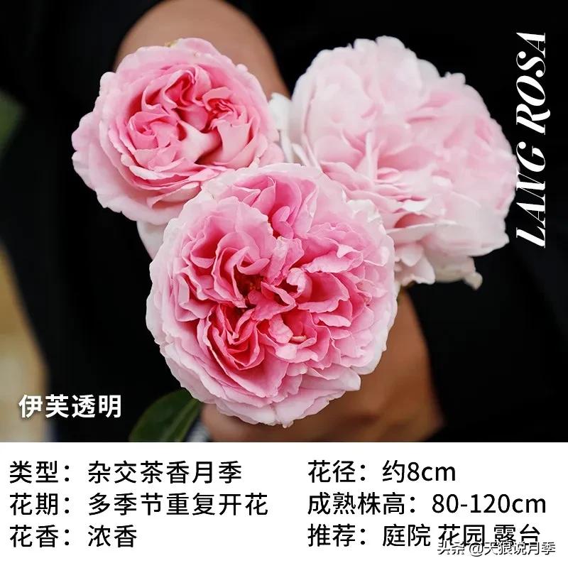 月季控对美的极致追求，尽在伊芙系列