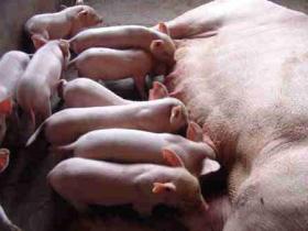 母猪产后奶水不够不用怕!这几个催奶土方法,帮你解决燃眉之急