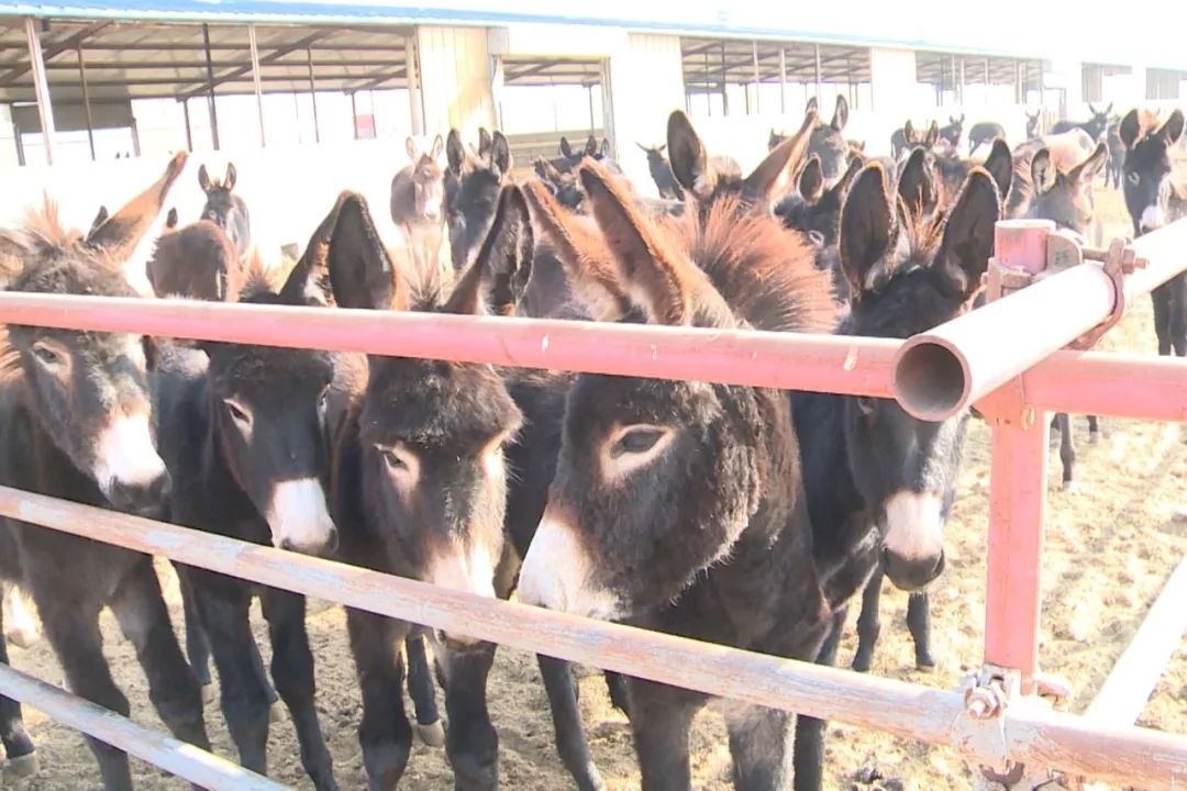 高台县农业种植,高台打造种养循环绿色生态农业
