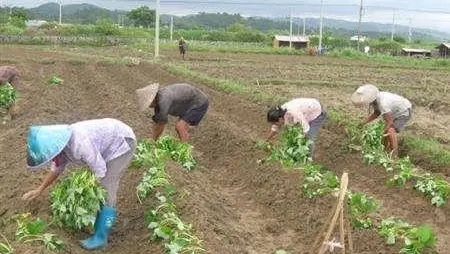 红薯怎么栽培才高产,红薯这样种才能大丰收