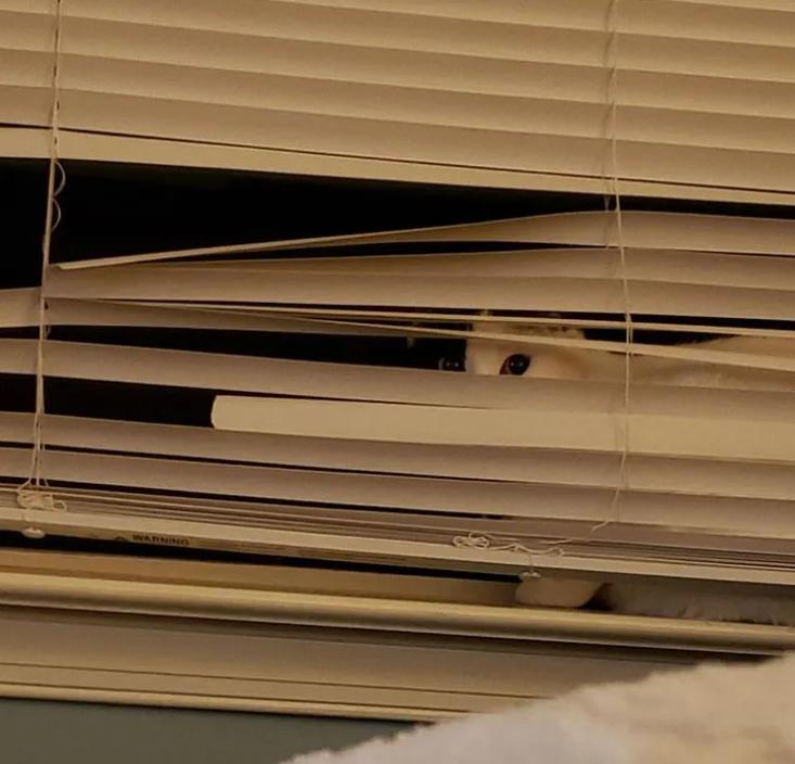 万万没想到猫咪是这样出现的,万万没想到猫