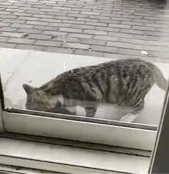 残疾猫能成为一个合格的猫妈妈吗？