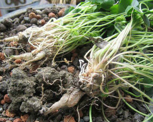 广西80后农村童年经典回忆,80后的童年回忆广西的农村生活