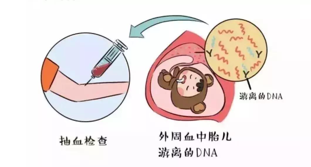河北省孕妇可以领的福利,河北孕妇免费产检项目