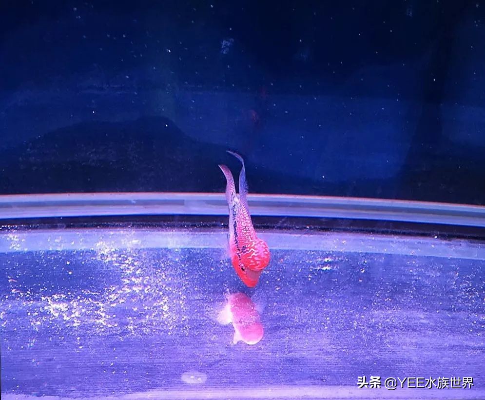 罗汉鱼怎么培养,罗汉鱼苗子好养活不