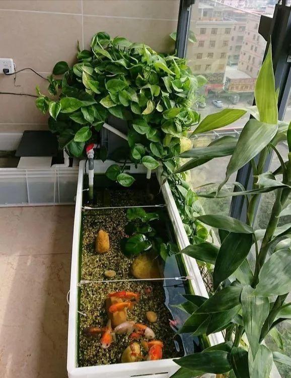 绿萝放鱼缸长得茂盛的方法,绿萝在鱼缸里怎么养新手