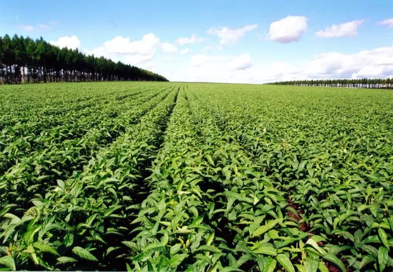 国外有机绿色循环农业,有机农业的弊端