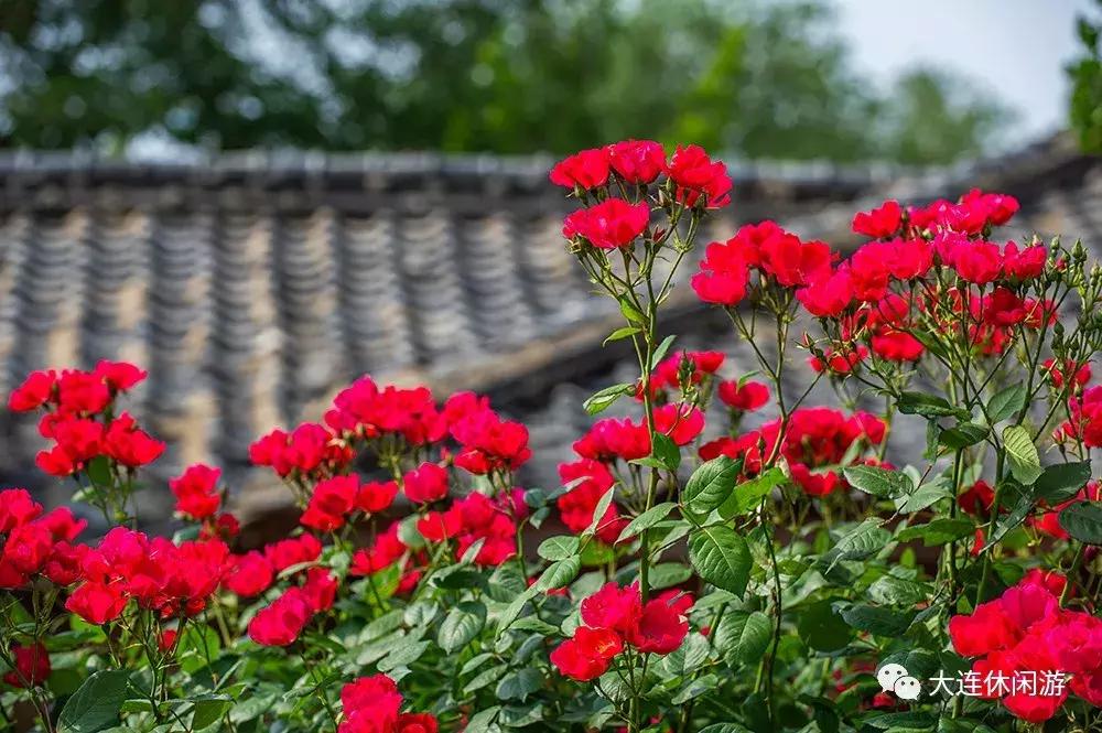 大连西山公园花海,大连郁金香花海