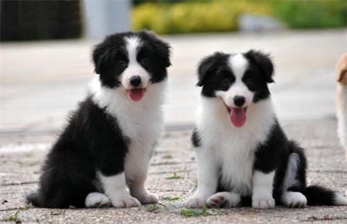 狗补钙怎么吃钙片,狗狗趴蹄吃什么钙片