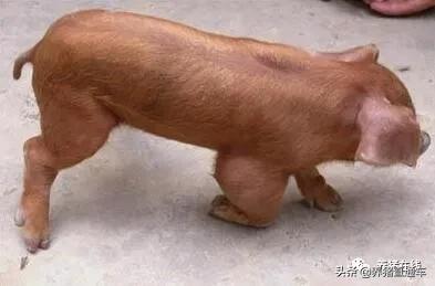 猪脑炎有治吗,猪得了脑炎喂什么药