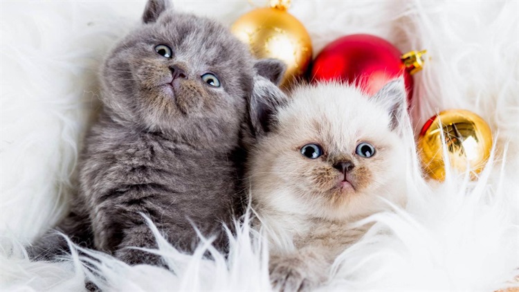 家里坚决不让养猫如何解决,邻居养猫扰民怎么解决