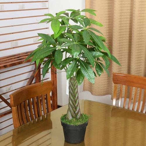 家里最好养的是哪种花,家里养高档的六种花