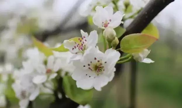 别再说安义没什么玩的了，有这一篇就够了！