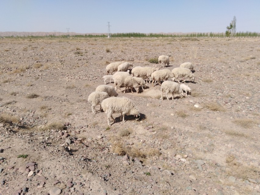 羊驱虫药有哪些,羊的万能驱虫药养羊手册