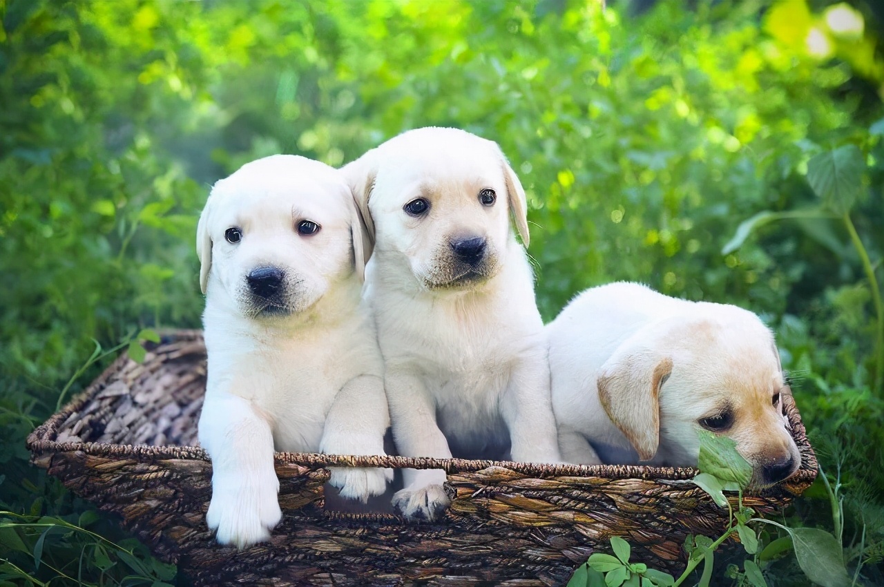 幼犬拉泥土便便,幼犬拉灰的稀屎怎么回事