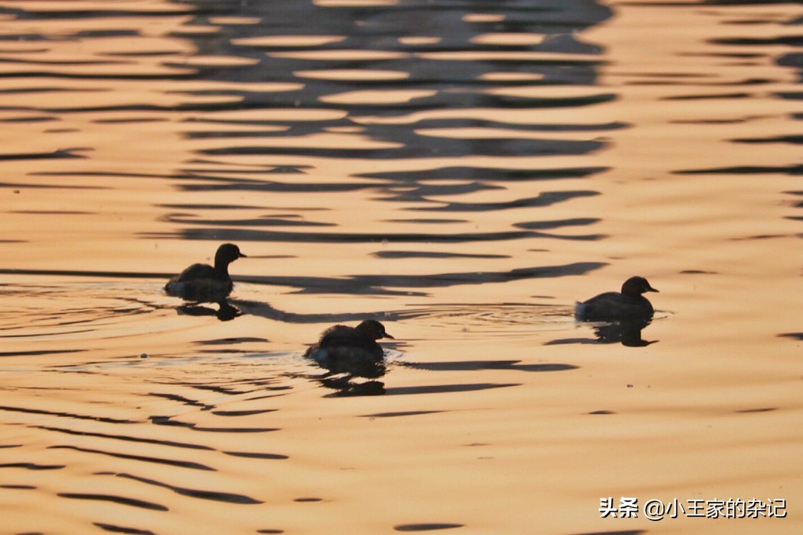 国际爱鸟日天桥岭,国际爱鸟日