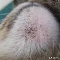 猫咪也有汗臭味儿吗？爱闻人类出汗的腋下又是为什么？