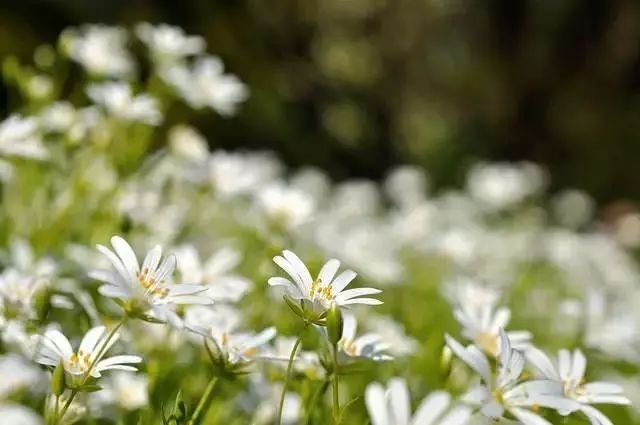 比较好听的植物名字大全,独具一格的植物名字怎么取