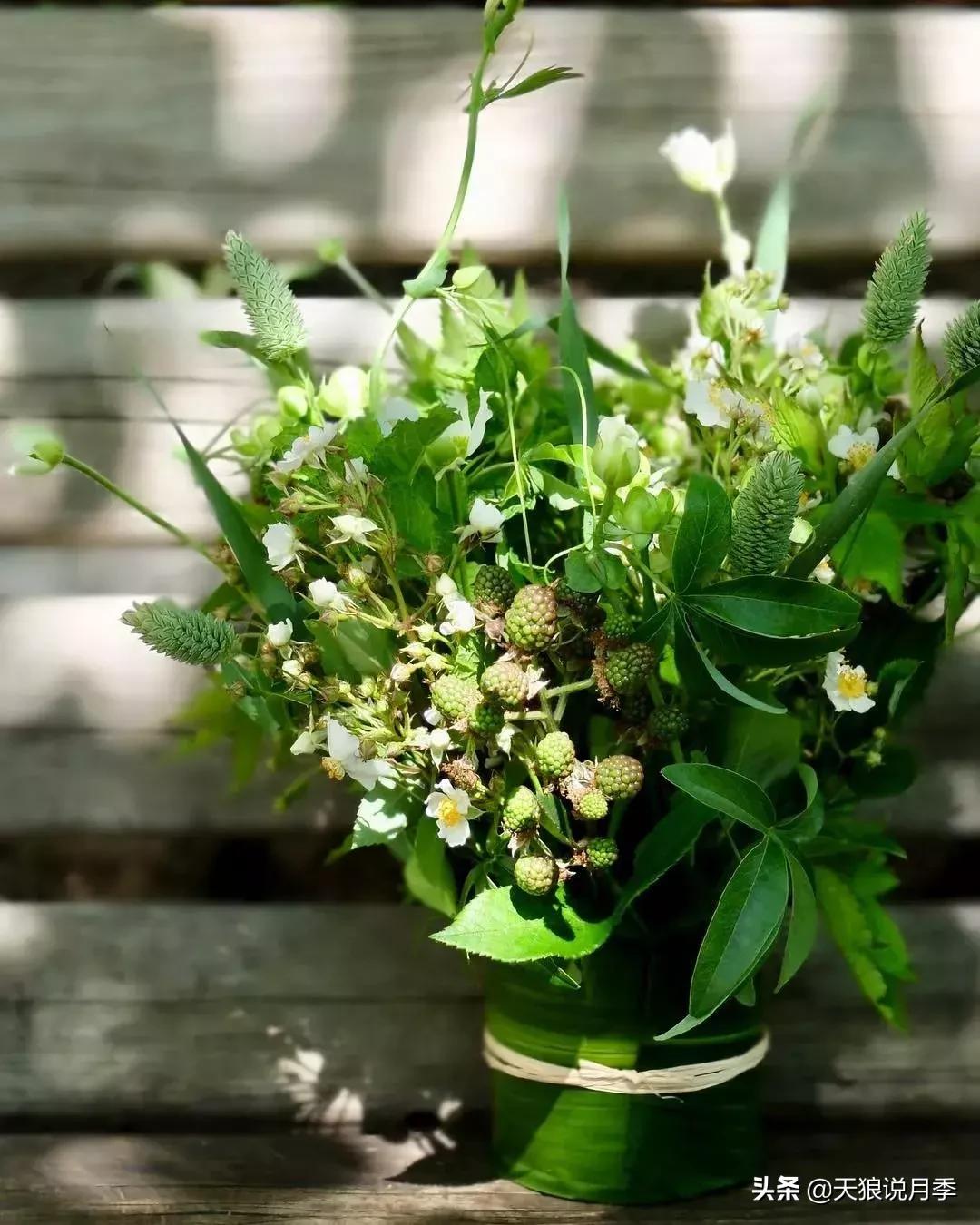 稀奇古怪的月季花,月季几款妖花