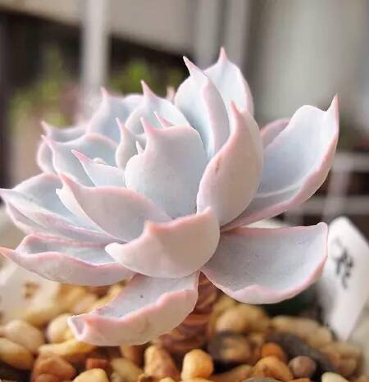 怎样让多肉火焰蒂亚叶片肥厚,多肉怎样让叶子肥厚有层次感