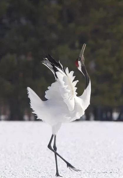 中国文化博大精深极其富有韵味,中华文化博大精深有什么特殊之处