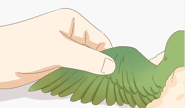 雏鸟羽毛有屎怎么处理,雏鸟翅膀羽根有血