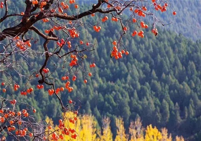 柿子熟了美文赏析,柿子熟了美图100张