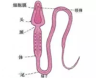 揭秘女人受精胎儿形成过程！十月怀胎就是生命最大的奇迹！