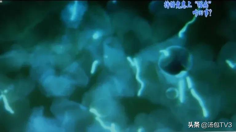 撸猫容易得什么病,经常撸猫容易得什么病